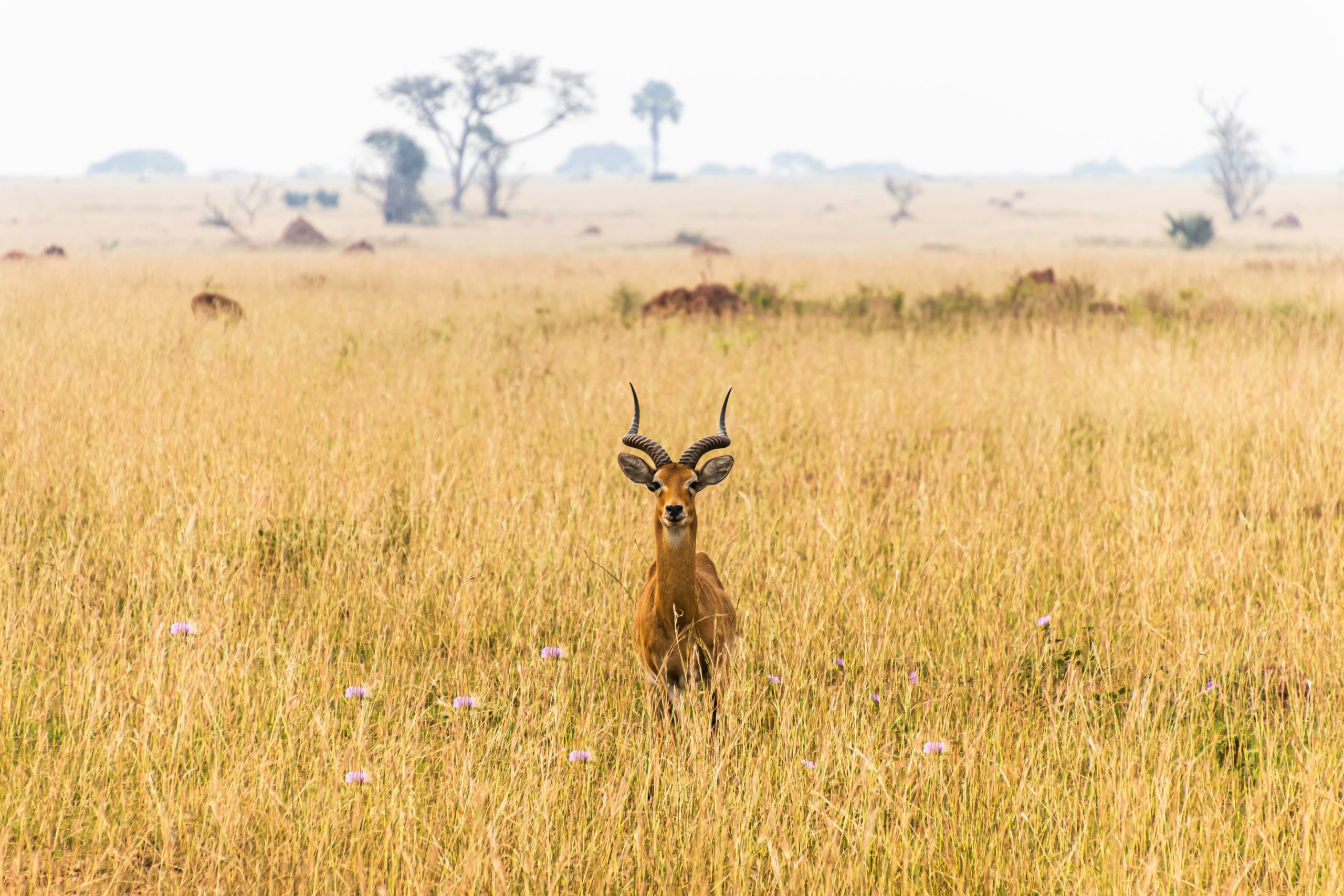 _andrew-s-if_mCPwM6H4-unsplash-scaled